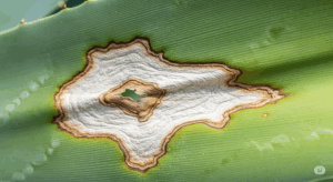 アガベの葉に発生した「葉焼け」の典型的な症状。葉の一部が白くカサカサに変色し、中心部が茶色く枯れている。健康な緑の部分との対比で、症状がひと目で分かるようになっている。