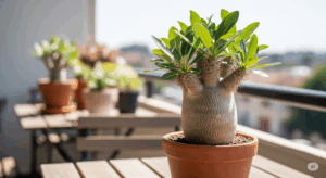 購入後1ヶ月が経過し、新しい環境に完全に適応したパキポディウム・グラキリス。太陽の光を浴びて葉を生き生きと茂らせており、丁寧な初期管理が成功した後の、健康的な姿を示している。