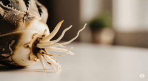 適切な処置と乾燥を経て、新しい用土の上で管理されていたアгаベの株元から、白く力強い新しい根が発根してきた様子。根腐れからの完全な復活と、生命力の強さを感じさせる一枚。