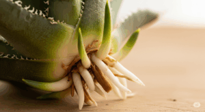 丁寧な発根管理の末、アガベの株元から白く力強い新しい根が複数本生えてきた感動的な瞬間。ベアルート株が新しい命を吹き返した、成功の証。