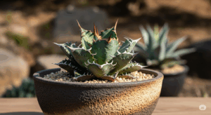 どっしりとした浅めの作家鉢に植えられたアガベ・チタノタ。鉢の武骨な質感が株の厳つさを引き立てており、植物と鉢の理想的な組み合わせを示している