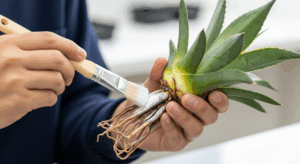 アガベのベアルート株の、きれいに処理された茎の断面に、発根促進剤の粉末を筆で丁寧に塗布している様子。発根管理の成功率を上げるための、重要な下準備作業。