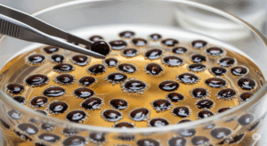 殺菌剤と発根促進剤を溶かした水に、パキポディウムの種子を浸しているクローズアップ。発芽率を上げ、カビを防ぐための重要な下準備の工程。