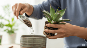 根の整理が終わったアガベを、新しい鉢の中央に配置し、隙間に用土を入れている作業風景。株がぐらつかないよう、丁寧かつ慎重に植え付けを行っている。