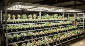 多数のアガベや実生苗が並ぶ育成棚が、大型のパネル型LED育成ライトによって力強く照らされている様子。多くの植物を効率的に管理できる、パネル型のパワフルさと広範囲な照射能力を示している。