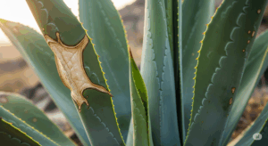 過去に葉焼けした跡が残る外葉と、中心から力強く展開する新しい健康な葉を対比させた写真。一度焼けても、適切な管理をすれば株全体は元気に成長することを表している。
