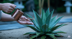 日が沈んだ夕暮れ時、アガベの鉢に優しく水やりをする手元。日中の水やりによる根の蒸れを防ぐための、夏越しにおける鉄則の作業風景を示している。