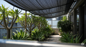 夏の強烈な日差しを和らげるため、ベランダに設置された遮光ネット。その下でアガベや塊根植物が快適そうに育っており、夏越しの最重要対策である遮光の具体的な実践例を示している。