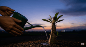 日が沈み涼しくなった夏の夕暮れに、塊根植物へ水やりをしている手元。日中の高温時に水やりをして根を傷めるのを防ぐ、夏越しにおける最も重要な鉄則を表現している。