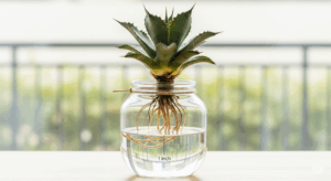 透明なガラス瓶を使い、アガベの水耕発根を行っている様子。株の茎が水面にギリギリつかない位置で固定されており、発根を目で見て確認できる管理方法を示している。