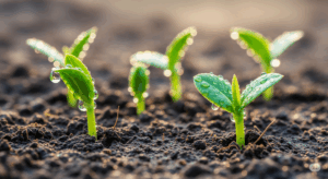 種まきから数日後、用土からパキポディウムの可愛らしい双葉が芽を出した感動的な瞬間。実生チャレンジが成功したことを示す、生命力あふれる一枚。