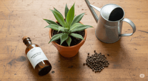 液体肥料、緩効性肥料、そしてジョウロが、健康なアガベの隣に並べられている。記事で解説されている、秋の追肥に必要なアイテムを一覧できる写真。