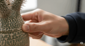 パキポディウム・グラキリスの塊根を親指でそっと押し、その硬さを確認している様子。水切れや根腐れのサインを見極めるための、最も重要な健康チェックの方法を示している。