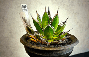 コバヤシヒーティングのカッコいいネームタグ