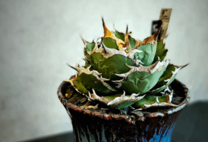 コバヤシヒーティングのネームプレートや素敵な雰囲気のアガベ