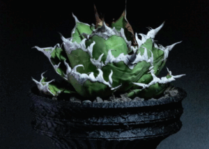 plantsgreedの「成長・機能・美」をテーマに、3Dプリンターを用いたアガベの植えられた鉢