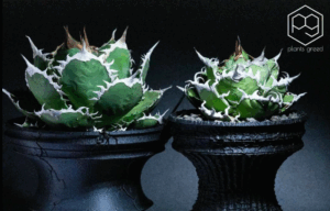 plantsgreedの植物の育成だけでなく、観葉植物として“目で見て楽しむ”ことにも重点を置き、日常の中に心地よい彩りを添えるデザイン