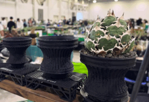 plantsgreedの植物の育成だけでなく、観葉植物として“目で見て楽しむ”ことにも重点を置き、イベントでの展示された画像