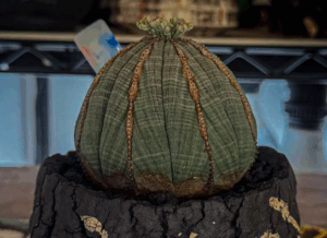 pear25_riiiのネームタグとオベサ