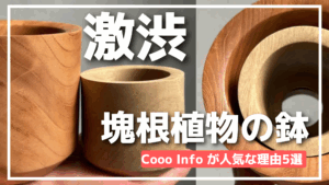 【塊根植物の鉢】cooo_infoが人気な理由5選！グラキリスが映える！