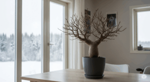 葉をすべて落とし、休眠期に入った冬のオペルクリカリア・パキプス。枝だけの彫刻的な姿が、夏とは異なる静かな美しさを見せている。室内での冬越し管理の様子を象徴する一枚。