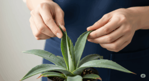 購入者がアガベの葉をそっと持ち上げ、害虫がいないか裏側を念入りにチェックしている手元のクローズアップ写真。「自分の目で健康状態を確かめる」という、購入時に最も重要な行動を読者に促す一枚。