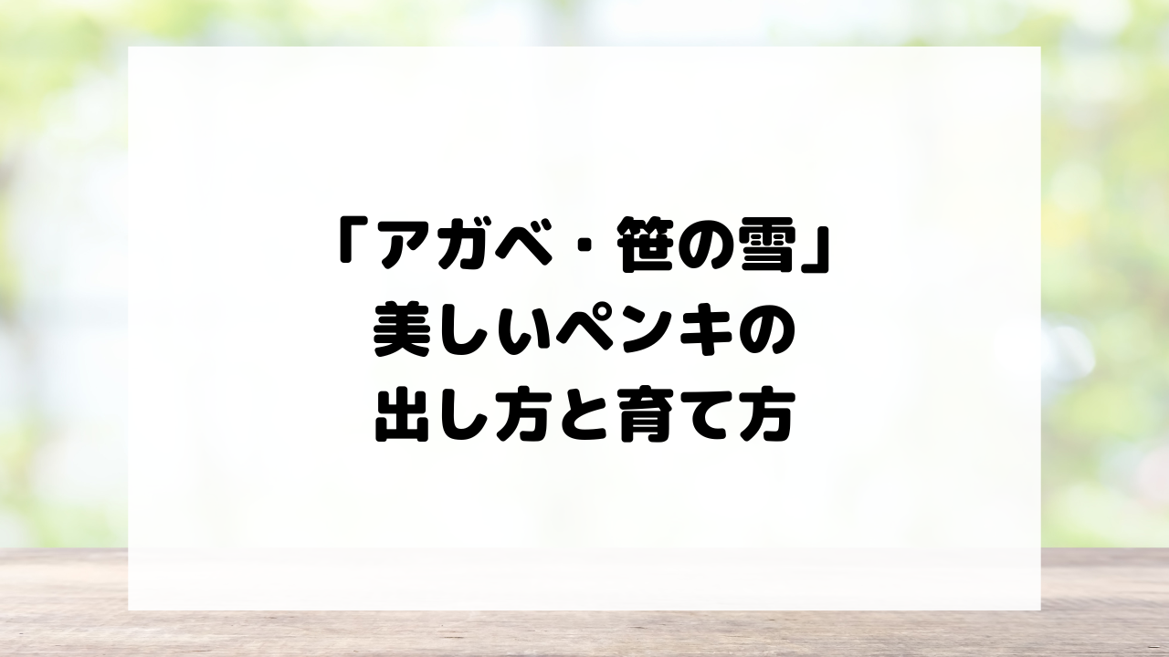 「アガベ・笹の雪」の美しいペンキの出し方と育て方