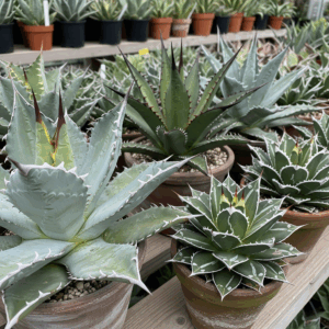 専門ナーセリーの棚に、アガベ・チタノタ、ホリダ、笹の雪など、様々な人気品種がずらりと並べられている様子。葉の形、色、トゲの厳つさがそれぞれ異なる個性豊かな株が並んでおり、これからお気に入りの一株を選ぶ楽しさと、アガベの品種の多様性を感じさせる写真。