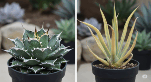 健康なアガベ（左）と徒長したアガベ（右）を比較した写真。引き締まった株姿と、葉が間延びして色が薄くなった株姿の違いがひと目で分かり、徒長のサインを正確に診断できる。
