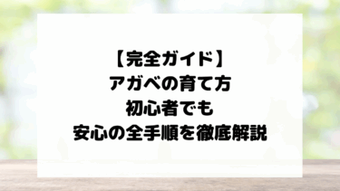 アガベの育て方｜初心者が枯らさない方法とチタノタ特化情報