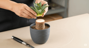 徒長したアガベの「胴切り」を行っている手元の写真。きれいにカットされた上部（天芽）と下部（親株）が写っており、株をリセットして仕立て直すための具体的な手順を示している。