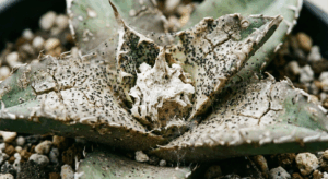 アガベマイトの食害を受けて成長点が白く変色し、黒い斑点が出ているアガベ・チタノタのクローズアップ写真。