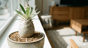 塊根植物 パキポディウム・グラキリス 根腐れ防止のための水はけの良い粒状の土