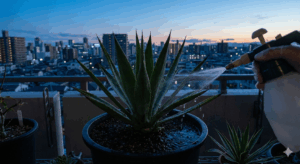 夕暮れ時の薄暗いベランダで、アガベの成長点に噴霧器のノズルを近づけ、薬液が滴るほどたっぷりと散布している様子。