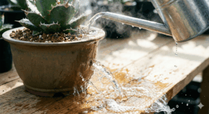 塊根植物 植え替え後 水やり 鉢底から透明な水が出る 水はけ確認 アガベ