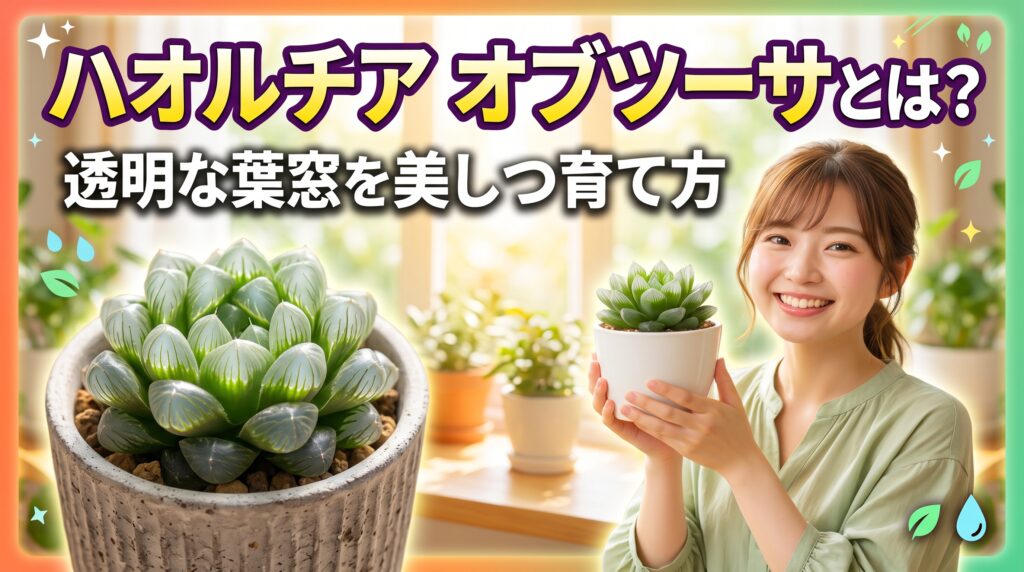 ハオルチア オブツーサとは？透明な葉窓を美しく保つ育て方