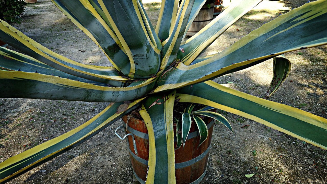 鉢植えの大きなアガベの株のイメージ