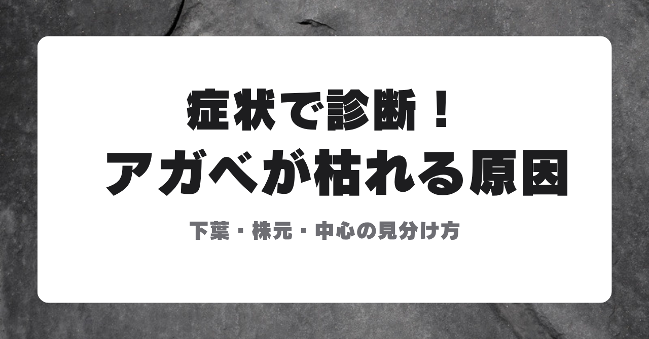 アガベが枯れる原因を症状で診断するアイキャッチ