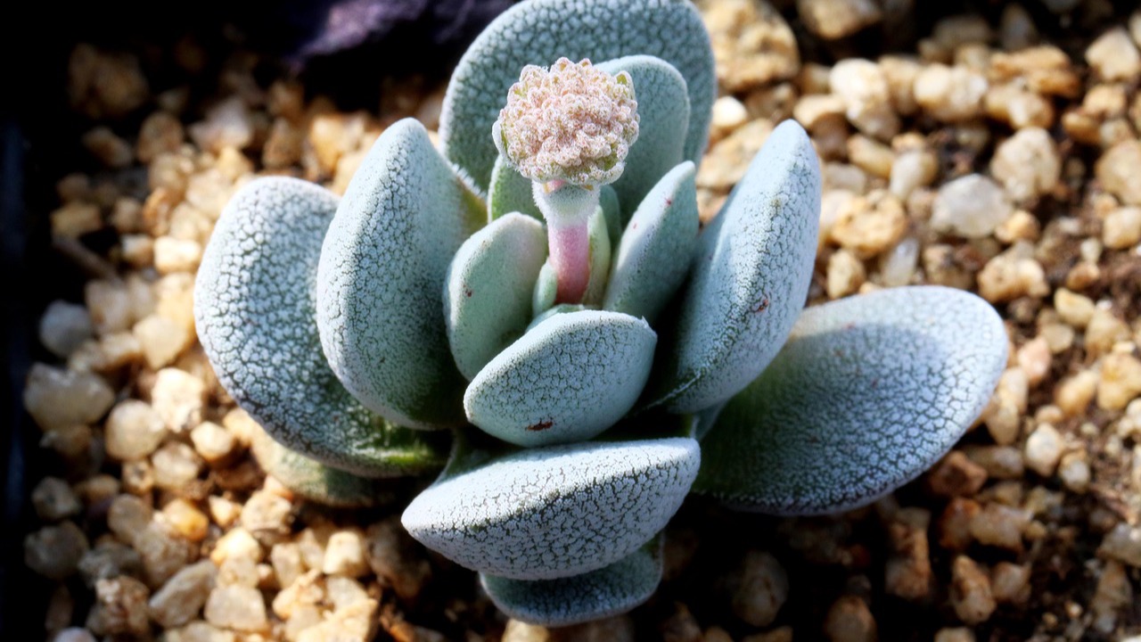 砂利状の用土に植えられた多肉植物のイメージ