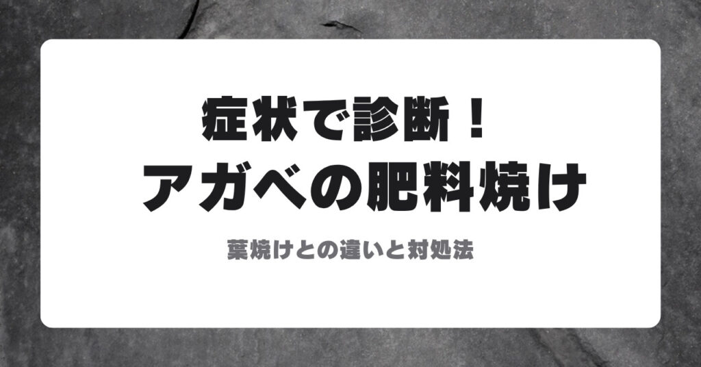 アガベの肥料焼け 葉焼けとの違いと対処法のアイキャッチ