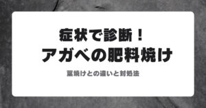 アガベの肥料焼け 葉焼けとの違いと対処法のアイキャッチ