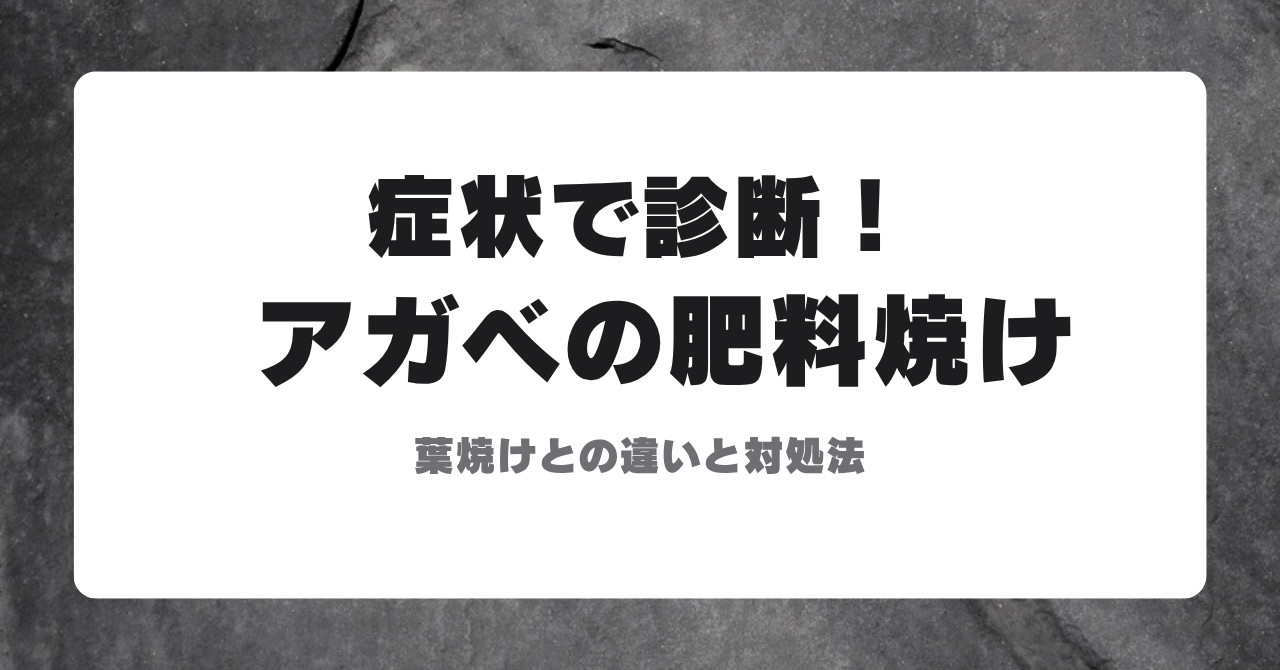 アガベの肥料焼け 葉焼けとの違いと対処法のアイキャッチ