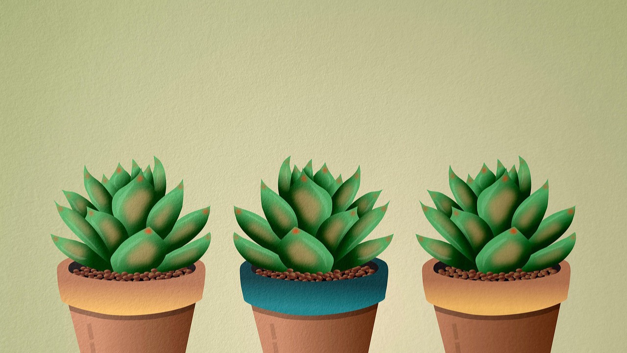 並んだ鉢植えの多肉植物のイラスト