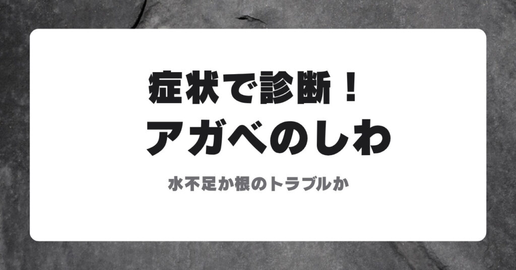 アガベの葉がしわしわになる原因の診断（水不足か根のトラブルか）