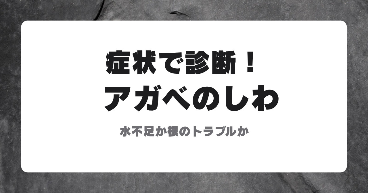 アガベの葉がしわしわになる原因の診断(水不足か根のトラブルか)